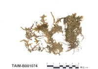 藏品(平苔屬)的圖片